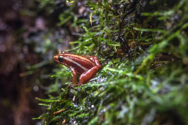 小さな赤い毒カエル — ストック写真