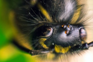 Arı baş makro fotoğrafçılık