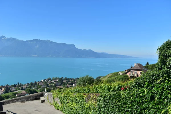 Jezioro Genewskie Widok Wineyard — Zdjęcie stockowe