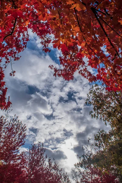 Fall trees and a dramatic sky