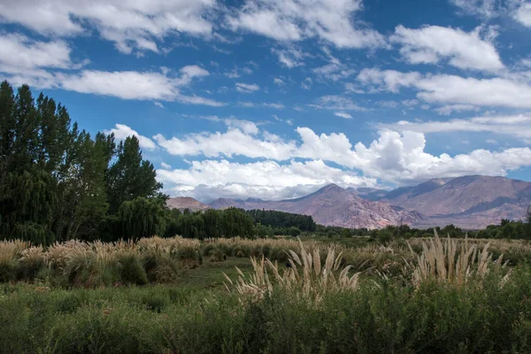 Scenery View Oasis Valley Argentina — Stock Photo, Image