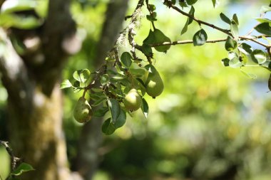 Seattle, Washington yakınındaki armut ağacı