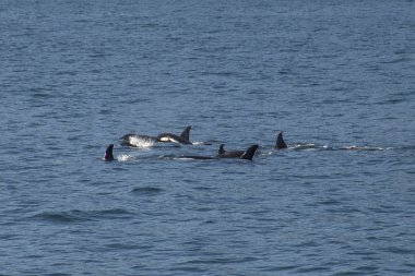 Orca Pod yüzme Pasifik Okyanusu