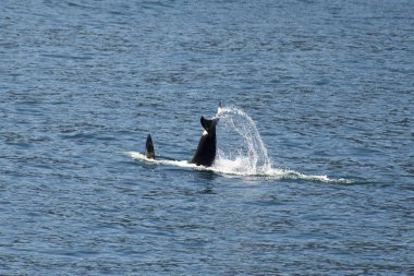 Onların kuyruk okyanusta saygısız orca