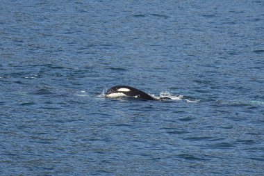 Katil balina okyanus yüzeyinin ihlal