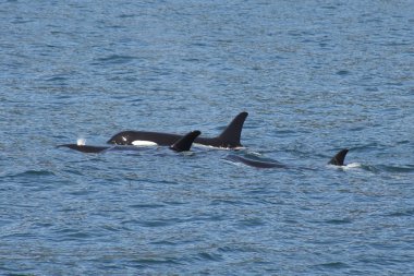 Orca Pod yüzme Pasifik