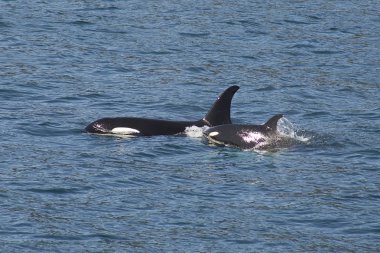 Orca anne ve bebek Alaska