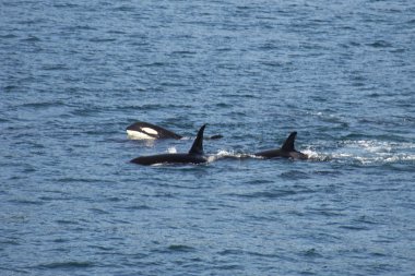Orca Pod Alaska