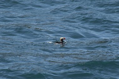 Alaska'da kayan martı