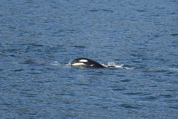 Katil balina okyanus yüzeyinin ihlal