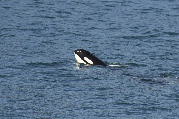 Başını su Alaska dışarı yapışmasını orca
