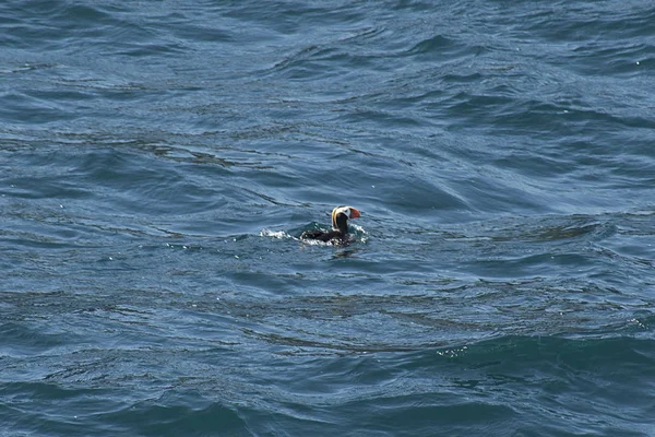 Alaska'da kayan martı