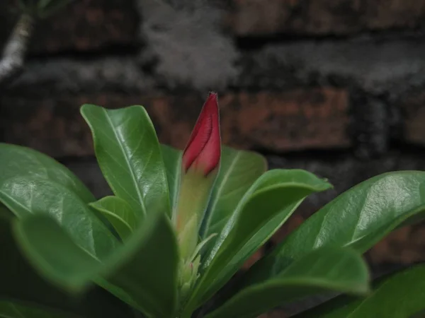 咲く小さな花のつぼみ — ストック写真