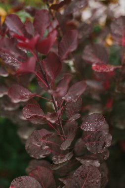 Kırmızı sonbahar yaprakları. Yapraklarda dew. Sonbahar. Sabah