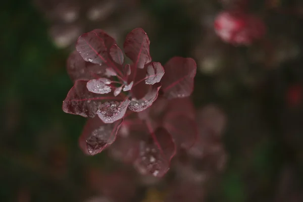 Hojas rojas de otoño. Rocía las hojas. Otoño. después de la lluvia —  Fotos de Stock
