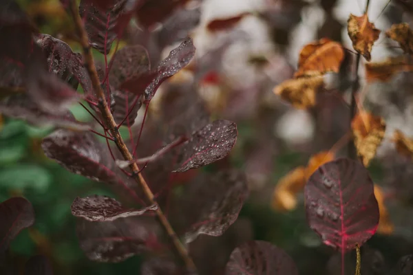 秋天的红叶。叶子上的露珠。秋天。雨后 — 图库照片