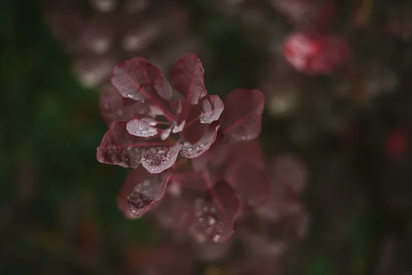 Red autumn leaves. Dew on leaves. Autumn. after rain — Stock Photo, Image