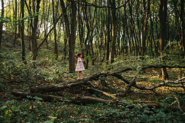 Little girl standing in the forest with ferns — Stock Photo, Image