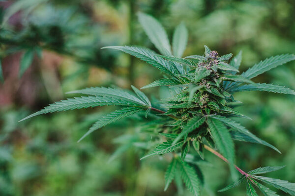 Красивые фотографии конопли. лекарственная марихуана
