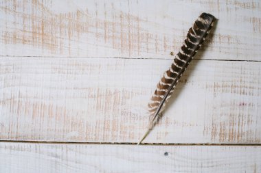 tüyleri beyaz ahşap zemin üzerinde. Üstten Görünüm