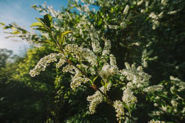 ormanda beyaz leylak blooms. Bahar. 
