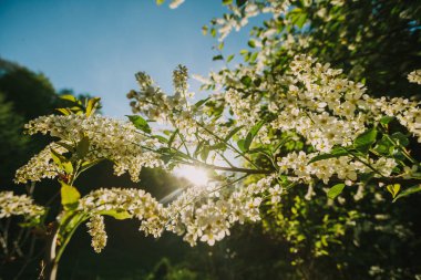 ormanda beyaz leylak blooms. Bahar.