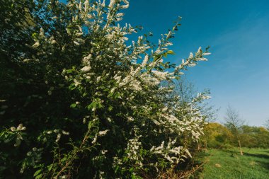 ormanda beyaz leylak blooms. Bahar. bue gökyüzü.