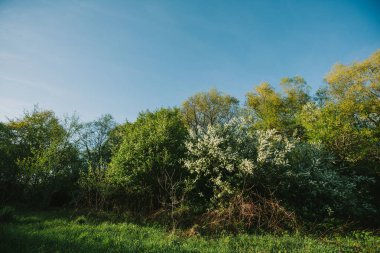 ormanda beyaz leylak blooms. Bahar. bue gökyüzü.