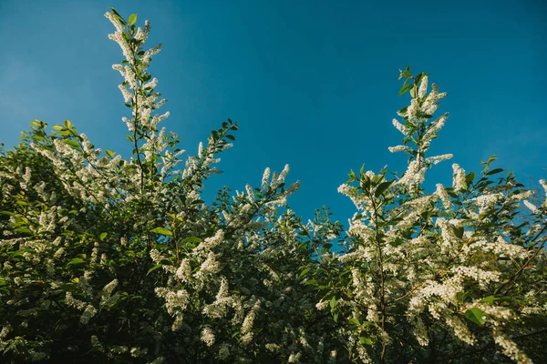 白色的丁香花在森林里绽放。春天。但是天空 — 图库照片