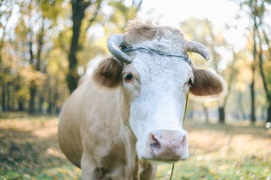 Gün batımı sırasında bir çayır üzerinde mutlu tek inek