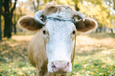 Gün batımı sırasında bir çayır üzerinde mutlu tek inek.