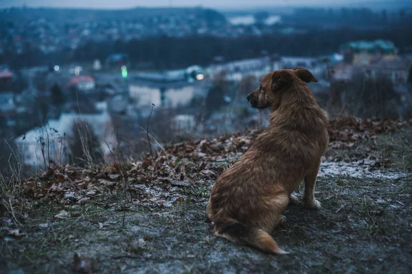 Um cão solitário sentado em uma montanha olhando para a cidade Imagens Royalty-Free
