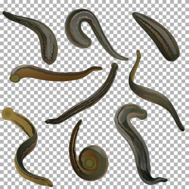 Saydam bir arka plan üzerinde dokuz tıbbi sülük kümesi