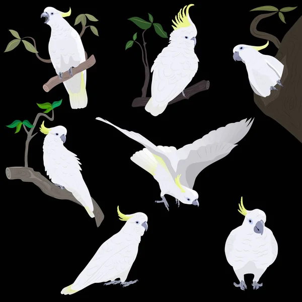 Uppsättning av gul-crested kakaduor — Stock vektor