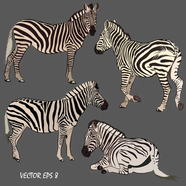 Set of realistic zebras in various postures — Stock Vector