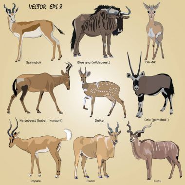 gerçekçi Afrika antilop - Afrika antilobu, eland, hartebeest, dik-dik, Impala, springbok, antilop, duiker, kudu, bir dizi mavi gnu