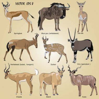 a set of realistic African antelope - oryx, eland, hartebeest, dik-dik, impala, springbok, wildebeest, duiker, kudu, blue gnu clipart
