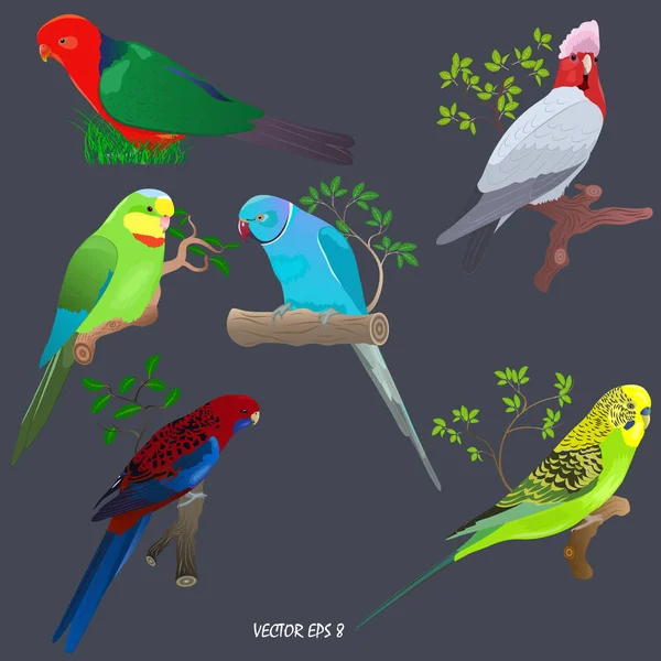 一组颜色鲜艳的鹦鹉在树枝和草 — 图库矢量图片