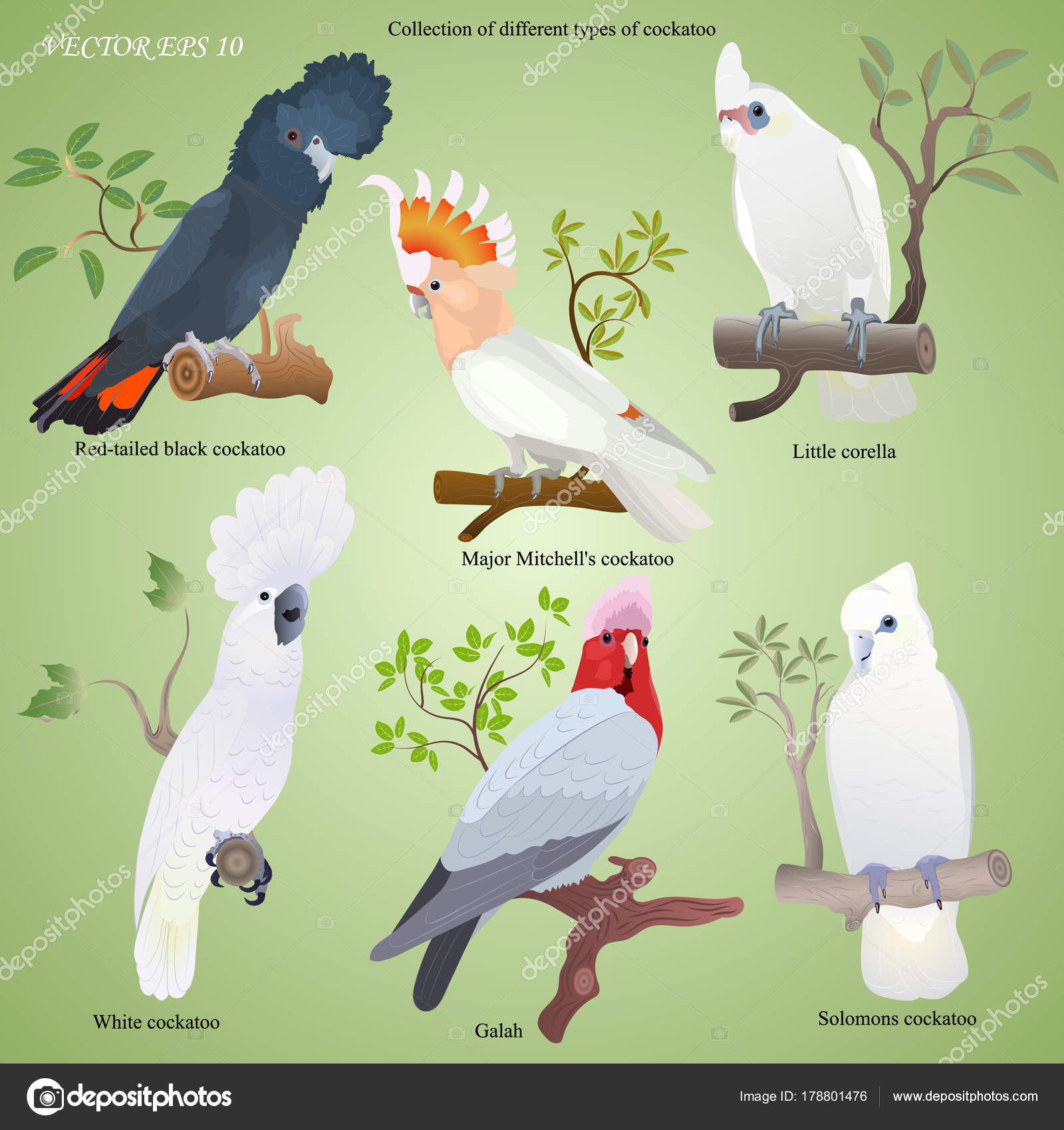 Collection of different types of realistic cockatoo Stock Vector by  ©spectr.creative.gmail.com 178801476
