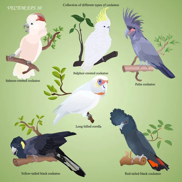 Collection of different types of realistic cockatoo — Stock Vector