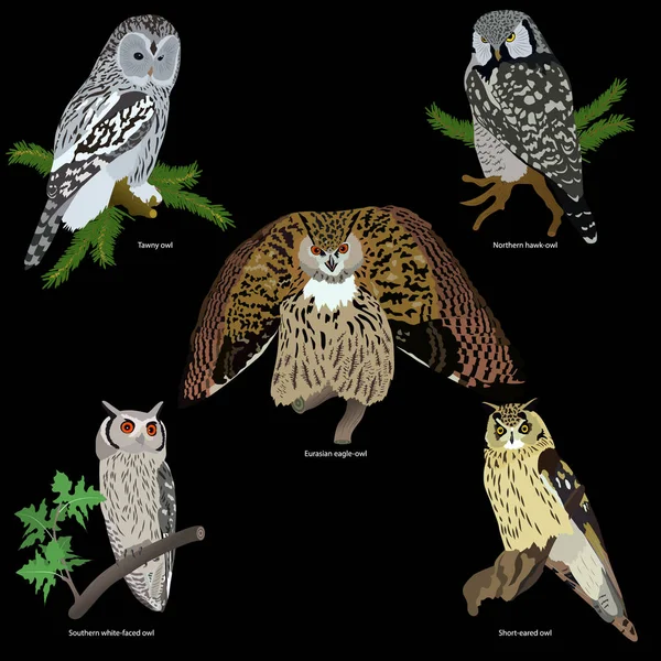 Set of realistic owls on branches on black background — Stock Vector