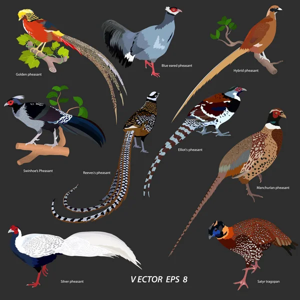 Collection of different kinds of pheasants on a dark gray background — Stock Vector