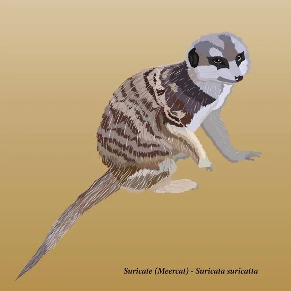 Meerkat realistico (suricato) su sfondo beige chiaro — Vettoriale Stock