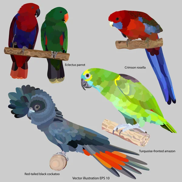 Set Drawings Brightly Colored Parrots Isolated Gray Background Vector Illustration — 스톡 벡터