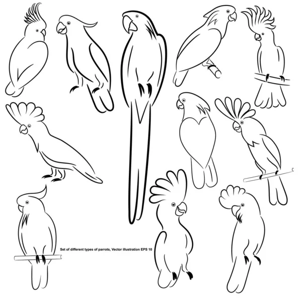 Ensemble Différents Types Perroquets Croquis Contour Isolé Illustration Vectorielle Spe — Image vectorielle