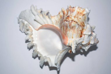 büyük deniz kabuğu beyaz arkaplanda