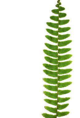 Beyaz zemin üzerine yeşil eğreltiotu