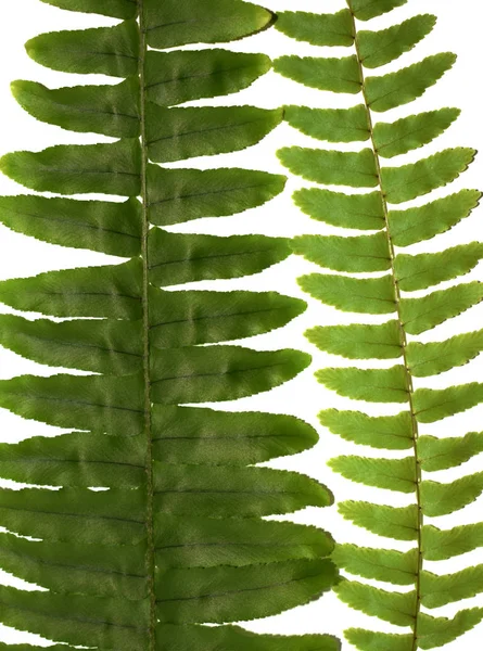 Groene fern op een witte achtergrond — Stockfoto