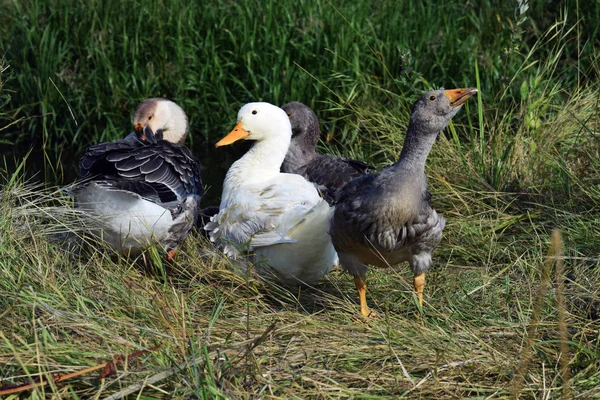 Gjess på grønn eng – stockfoto