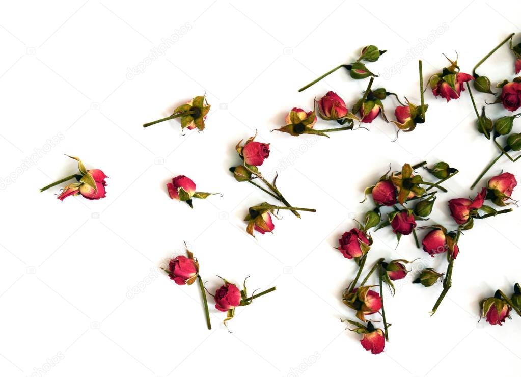 Bright red roses on a white background